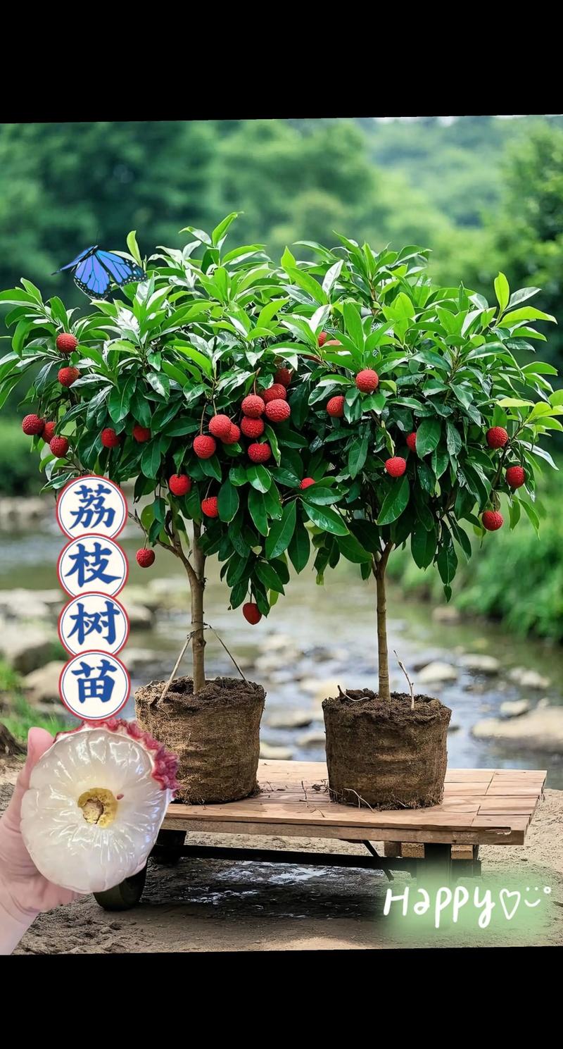 荔枝树苗北方可以种吗?北方盆栽种植全攻略(含详细参数) 一、北方能否种荔枝?先看气候底线