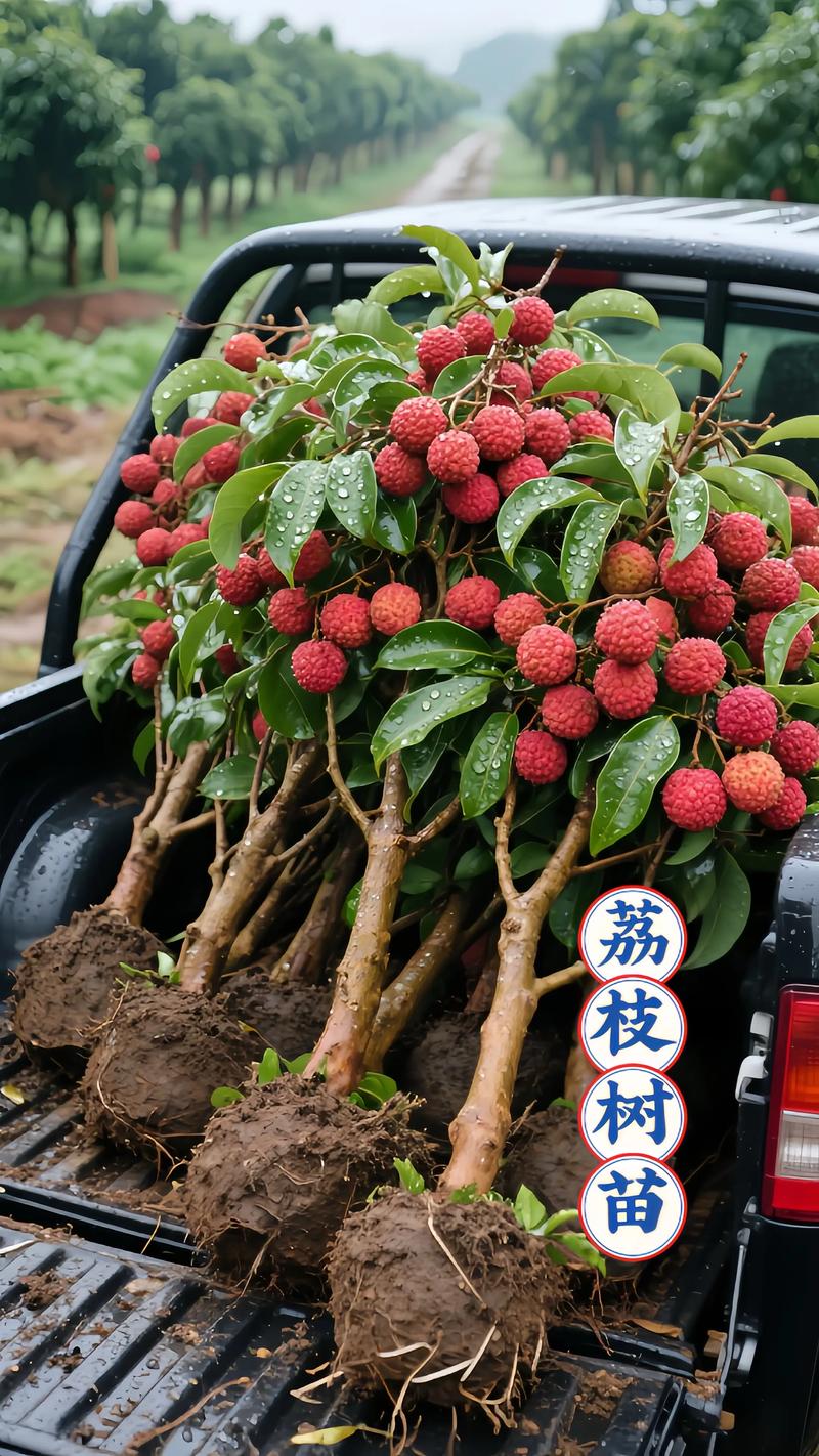 荔枝树苗北方可以种吗?北方盆栽种植全攻略(含详细参数) 二、适种区域与品种推荐