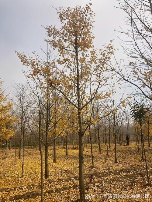 银杏:从扇形叶片到行道树大树的树形与移栽全指南 常见错误规避