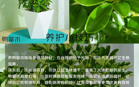 鸭脚木是四季常青吗？——习性、气候适应与南北养护全解析
