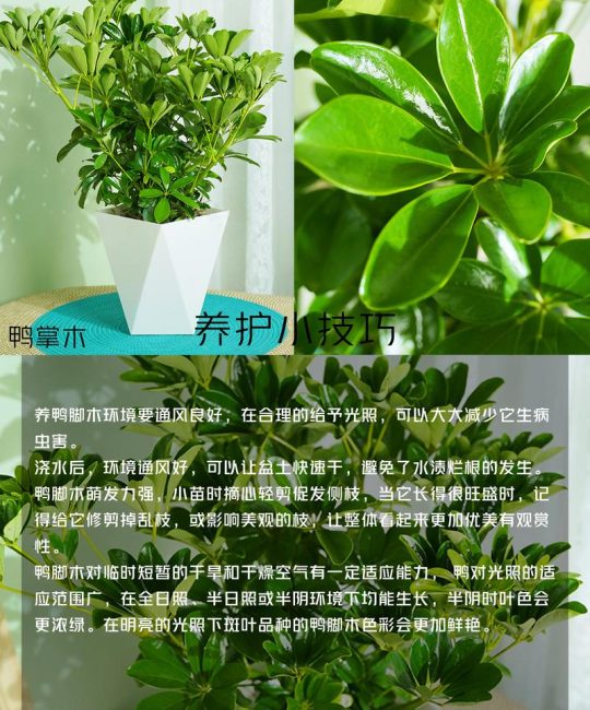 鸭脚木是四季常青吗？——习性、气候适应与南北养护全解析