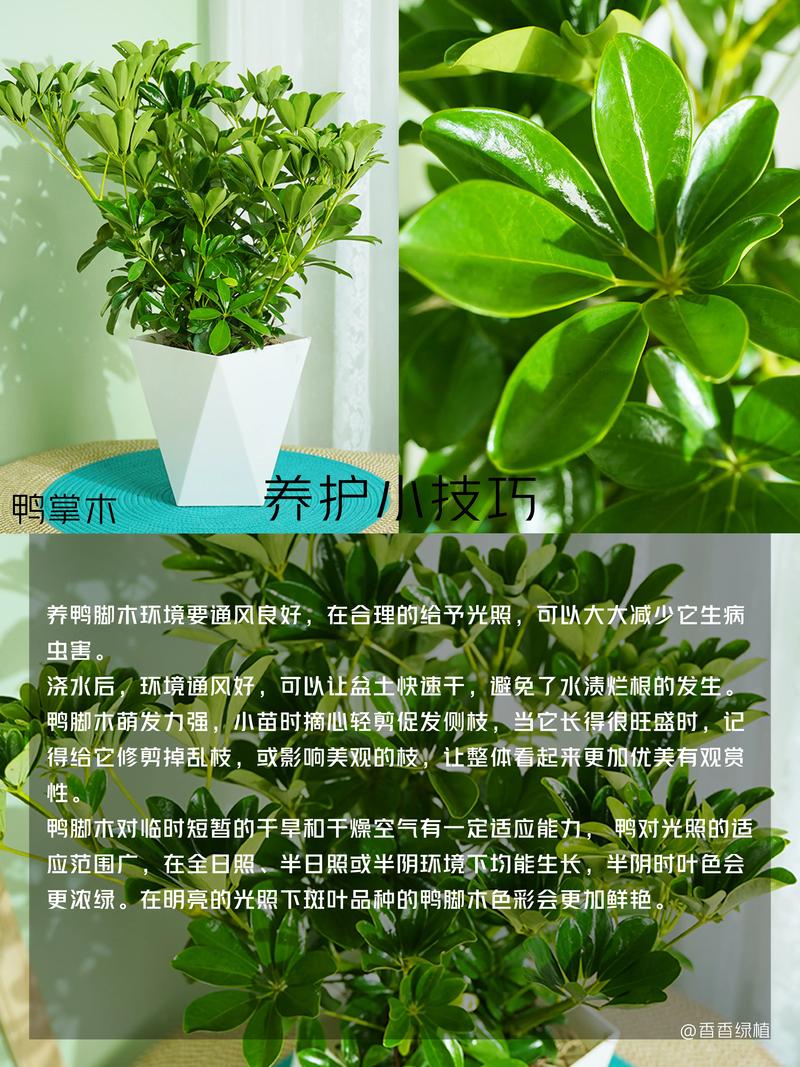 鸭脚木是四季常青吗?——习性、气候适应与南北养护全解析 一、核心判断:鸭脚木是常绿植物,但“常青”有地域前提