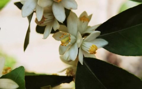 橘子树什么时间开花？花期、果期与促花养护全攻略