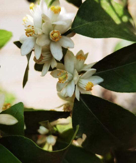 橘子树什么时间开花？花期、果期与促花养护全攻略