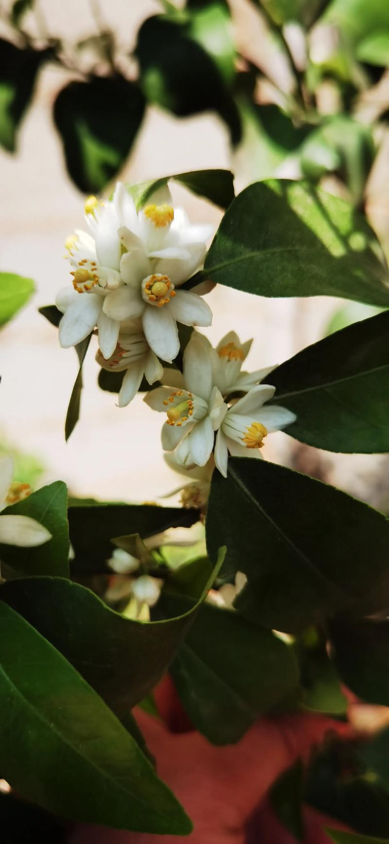 橘子树什么时间开花?花期、果期与促花养护全攻略 橘子树一般在每年4月至5月开花