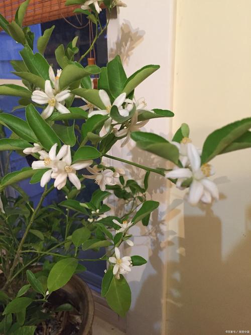橘子树什么时间开花?花期、果期与促花养护全攻略 橘子树不开花、不结果常见原因与解决