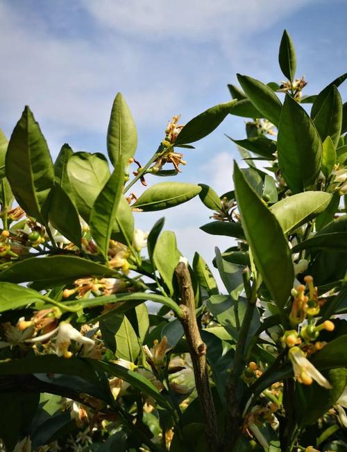 橘子树什么时间开花?花期、果期与促花养护全攻略 总结:掌握关键节点,橘子树年年开花结果