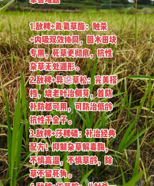 敌稗除草剂能除几种草？详解适用范围与安全使用指南