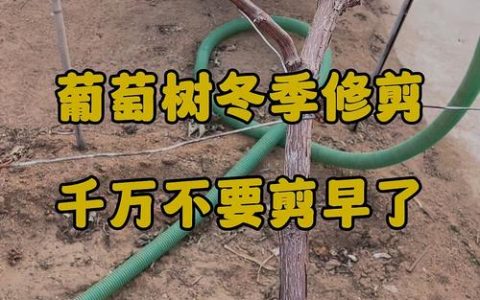 葡萄什么时候剪枝最好？家庭庭院葡萄冬季修剪全攻略