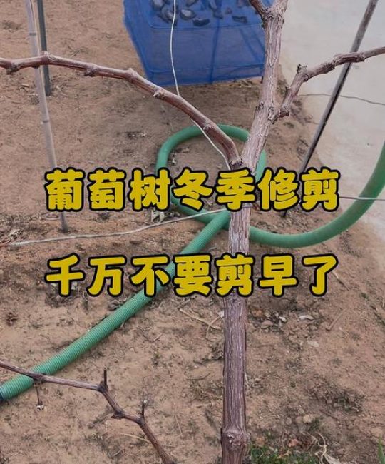 葡萄什么时候剪枝最好？家庭庭院葡萄冬季修剪全攻略