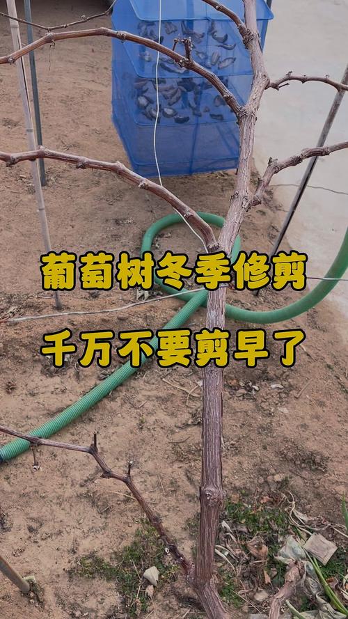 葡萄什么时候剪枝最好？家庭庭院葡萄冬季修剪全攻略