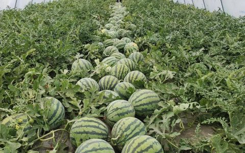 无籽西瓜怎么种出来的？家庭三倍体西瓜种植全流程