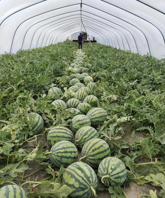 无籽西瓜怎么种出来的？家庭三倍体西瓜种植全流程