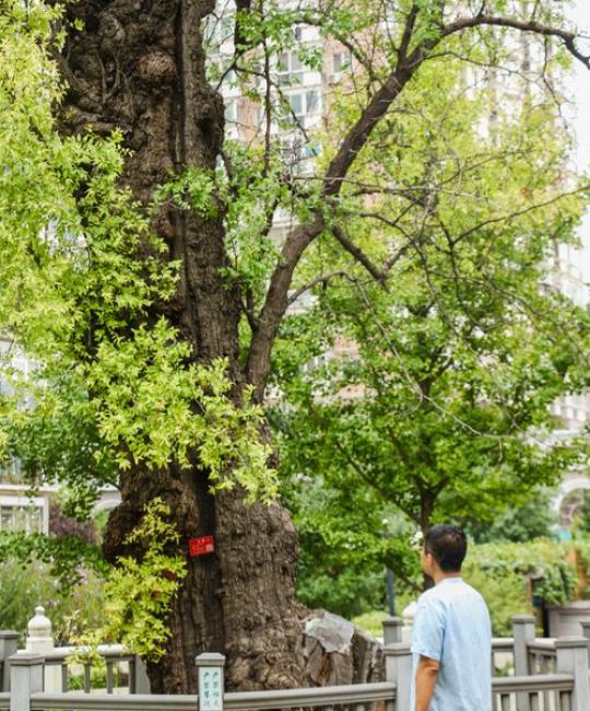 鲁迅的“一棵枣树另一棵还是枣树”是什么意思？解读《秋夜》中的名句