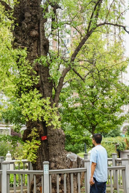鲁迅的“一棵枣树另一棵还是枣树”是什么意思?解读《秋夜》中的名句 鲁迅的“一棵枣树另一棵还是枣树”是什么意思?解读《秋夜》中的名句