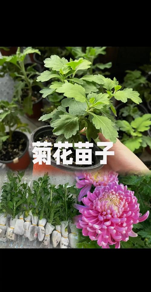 修剪促花系统指导