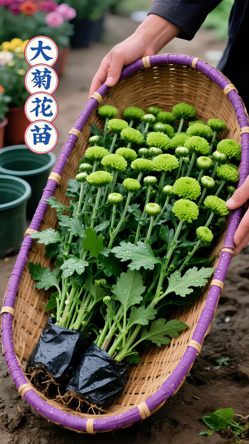 光照与水肥精准方案