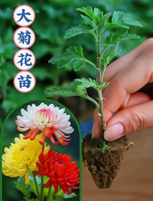 盆栽/地栽选择决策