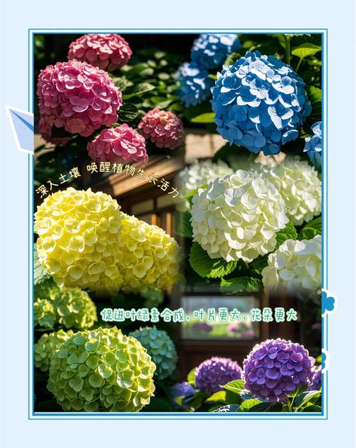 绣球花施肥指南:选对肥料才能花大色艳 光照:明亮散射光为主,避免暴晒