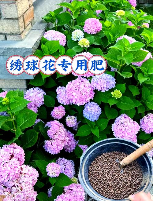 绣球花施肥指南:选对肥料才能花大色艳 越冬越夏:夏季遮阴通风,冬季防寒控水