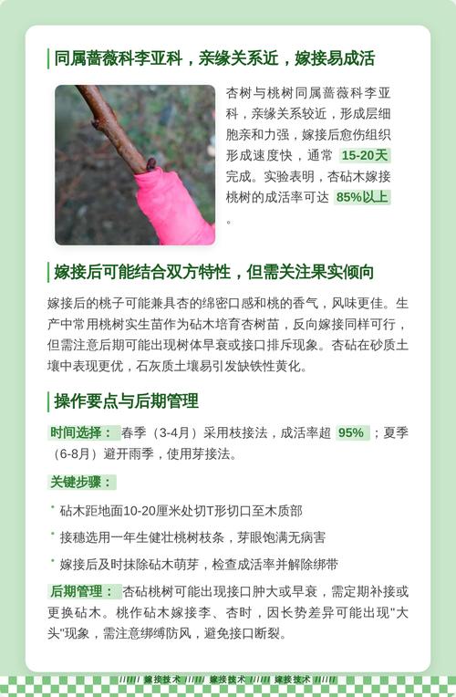 接穗采集与处理：采自健壮结果母树