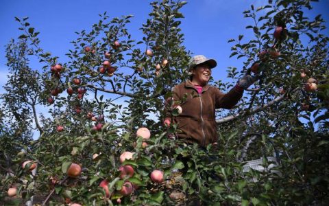 2026年苹果种植条件和区域：中国苹果最佳适生区与高产栽培全攻略