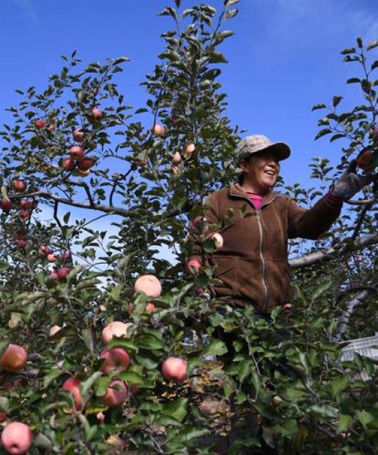 2026年苹果种植条件和区域：中国苹果最佳适生区与高产栽培全攻略
