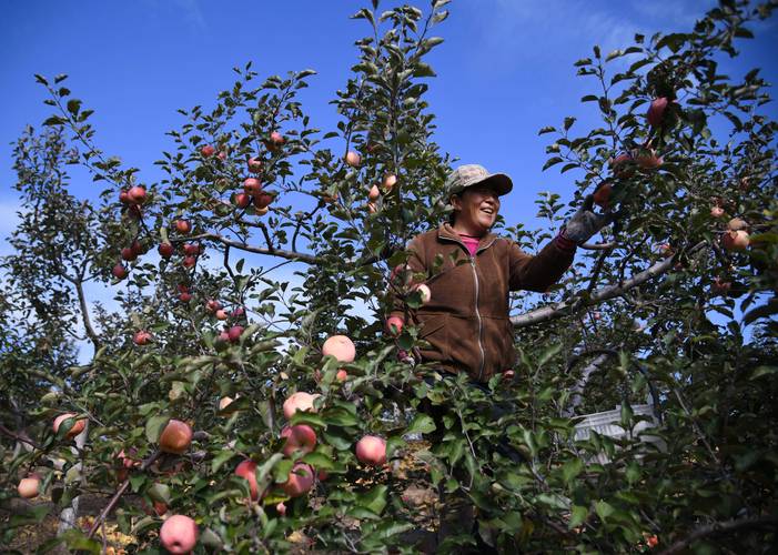 2026年苹果种植条件和区域:中国苹果最佳适生区与高产栽培全攻略 2026年苹果种植条件和区域:中国苹果最佳适生区与高产栽培全攻略