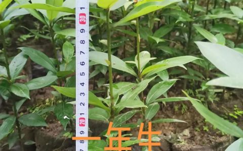 神仙楠树苗多少钱一棵？2025年价格影响因素全解析