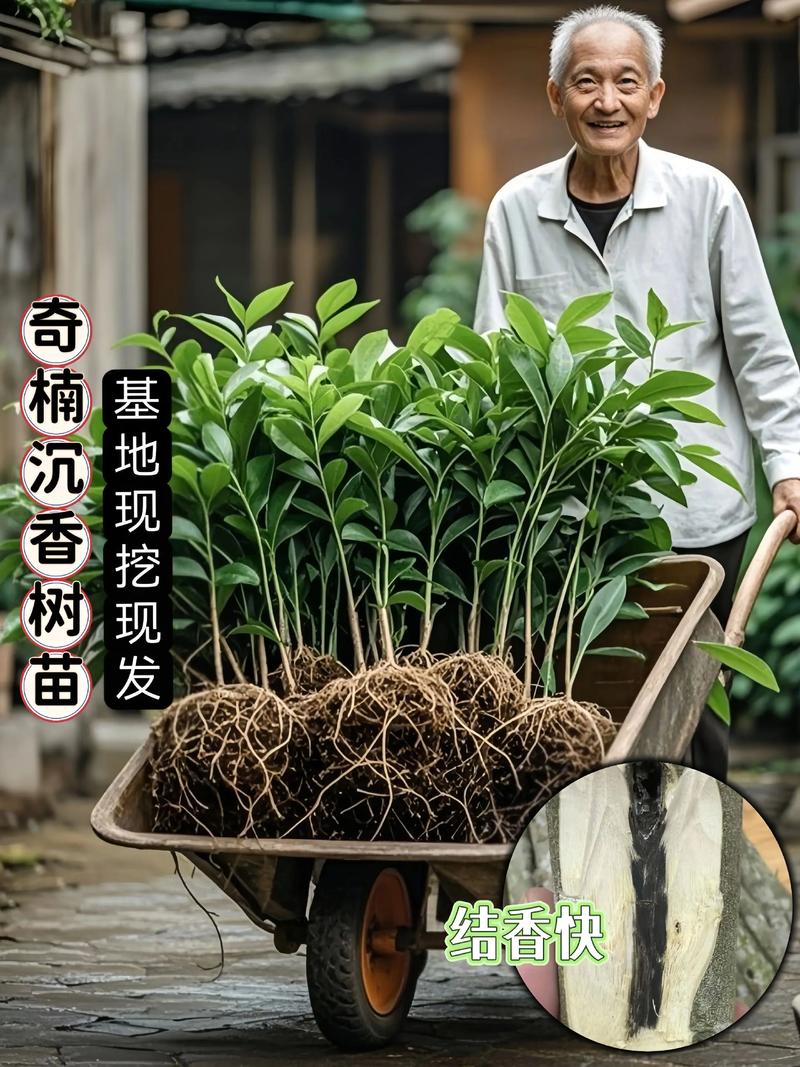 神仙楠树苗多少钱一棵?2025年价格影响因素全解析 产地影响:主产区价格更具竞争力