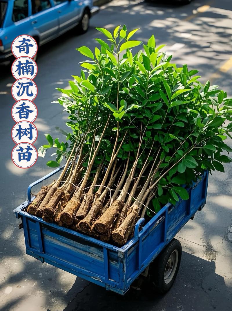 神仙楠树苗多少钱一棵?2025年价格影响因素全解析 数量影响:批量采购折扣高达20%~45%