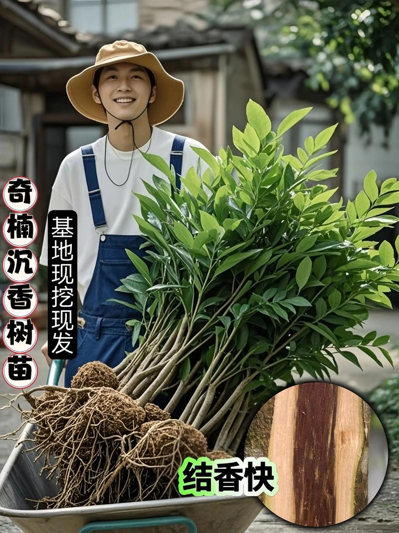 神仙楠树苗多少钱一棵?2025年价格影响因素全解析 运输影响:物流成本占总成本的10%~30%