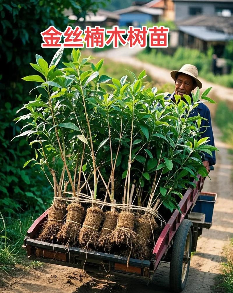 神仙楠树苗多少钱一棵?2025年价格影响因素全解析 咨询指南