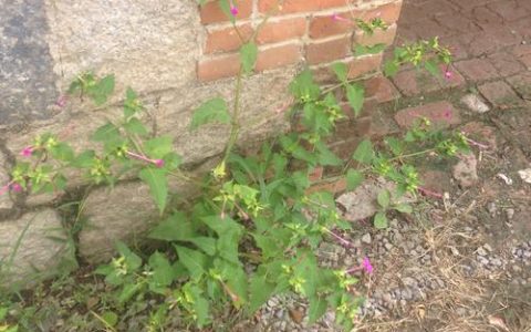 植物茎的奇妙世界：这些植物以茎著称，你了解多少？