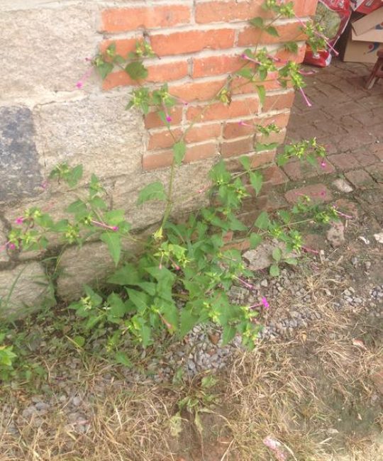 植物茎的奇妙世界：这些植物以茎著称，你了解多少？