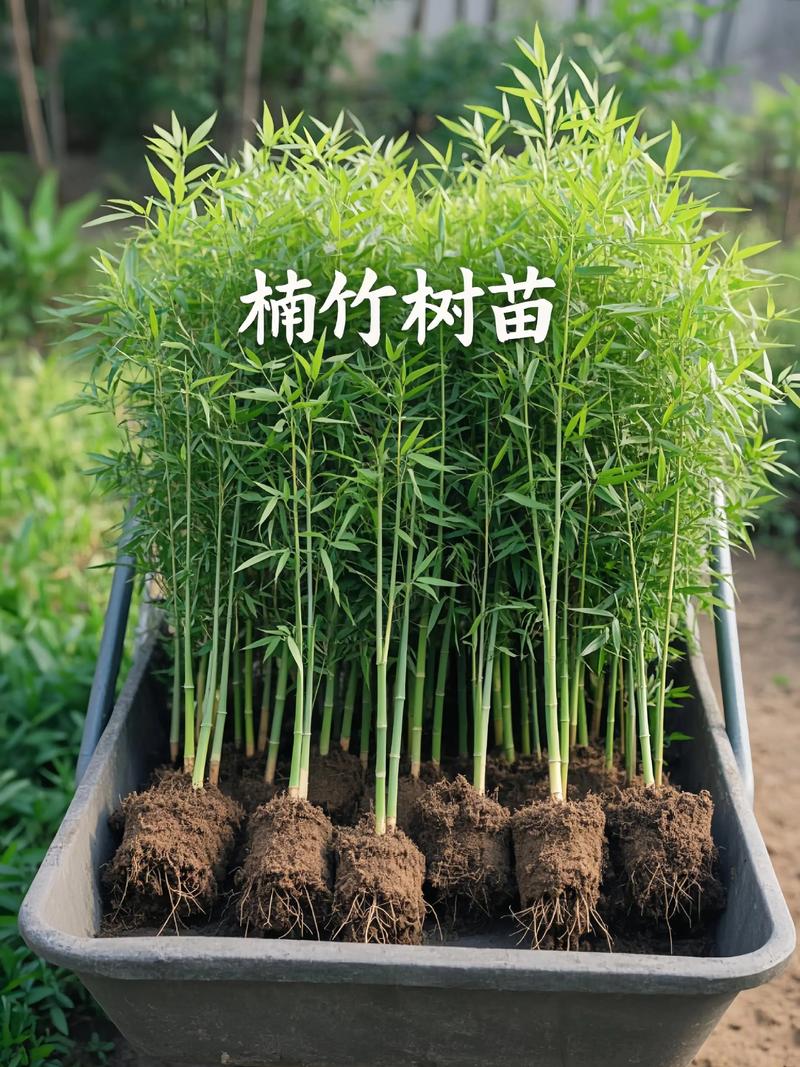 竹子苗木规格与栽植密度指南:竹材密度比木材大吗? 竹子的核心规格定义:竹径、地径、高度与枝下高