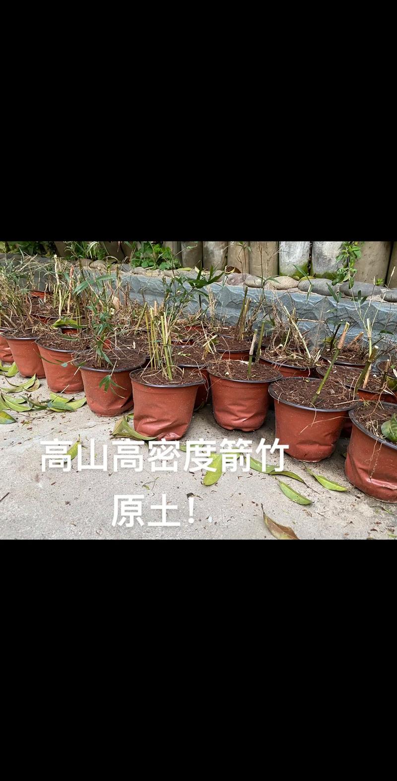 竹子苗木规格与栽植密度指南:竹材密度比木材大吗? 常见误区