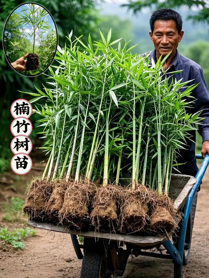 竹子苗木规格与栽植密度指南:竹材密度比木材大吗? 采购竹子时规格该选多大?