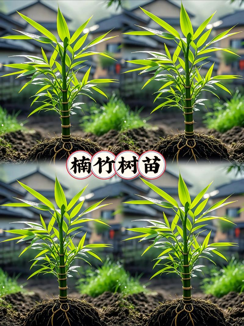 竹子苗木规格与栽植密度指南:竹材密度比木材大吗? 常见问题(FAQ)