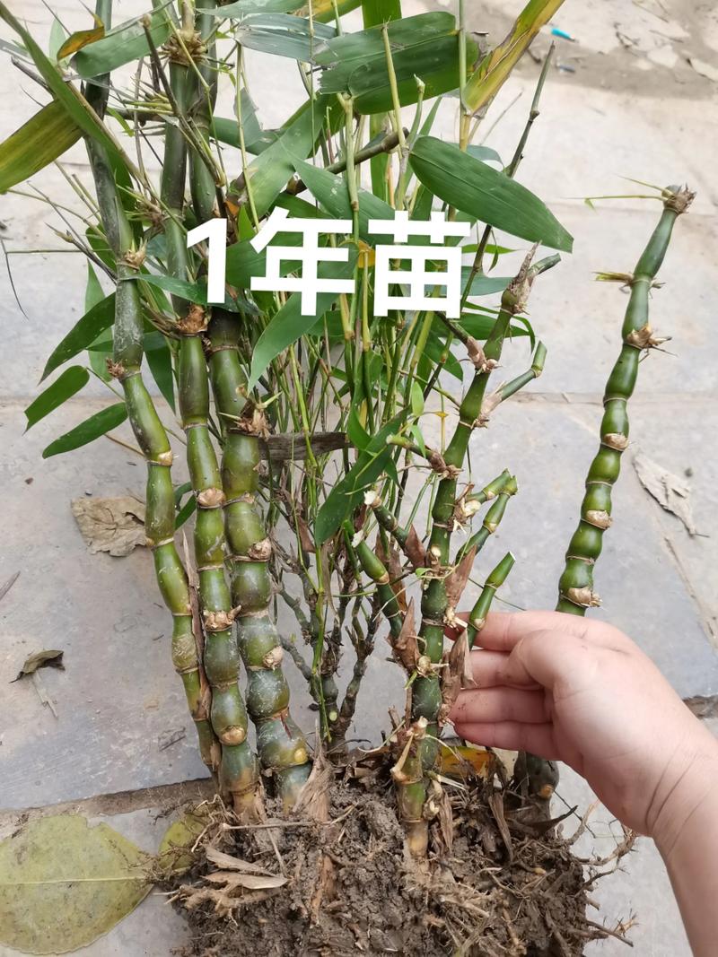竹子苗木规格与栽植密度指南:竹材密度比木材大吗? 总结