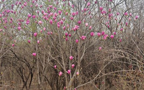 玉兰花是哪个季节？从花期到移栽养护全攻略（树形·遮荫·庭院应用）