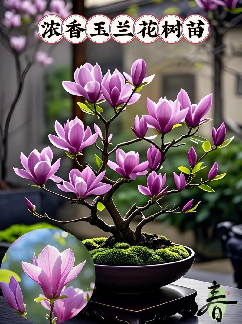 玉兰花是哪个季节?从花期到移栽养护全攻略(树形·遮荫·庭院应用) 修剪与长期管理