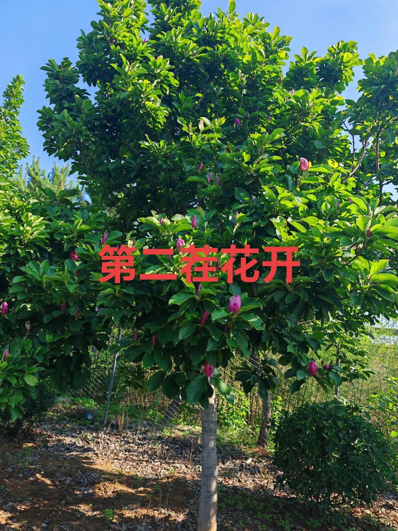 玉兰花是哪个季节?从花期到移栽养护全攻略(树形·遮荫·庭院应用) 常见问题解答(FAQ)