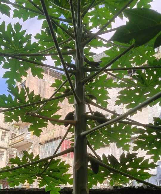 矮化木瓜几年挂果？从幼苗到结果的详细时间表与养护指南