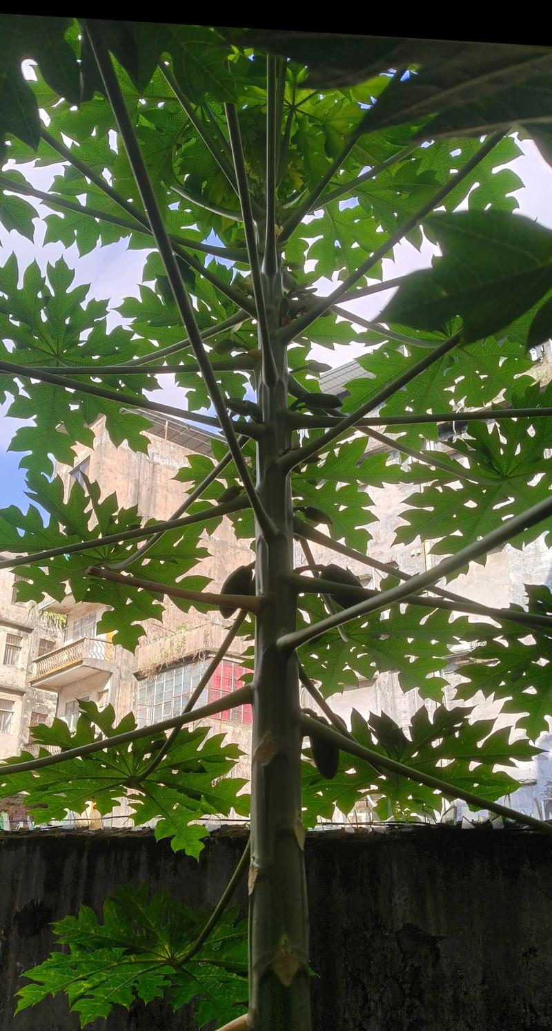 矮化木瓜几年挂果?从幼苗到结果的详细时间表与养护指南 矮化木瓜几年挂果?从幼苗到结果的详细时间表与养护指南
