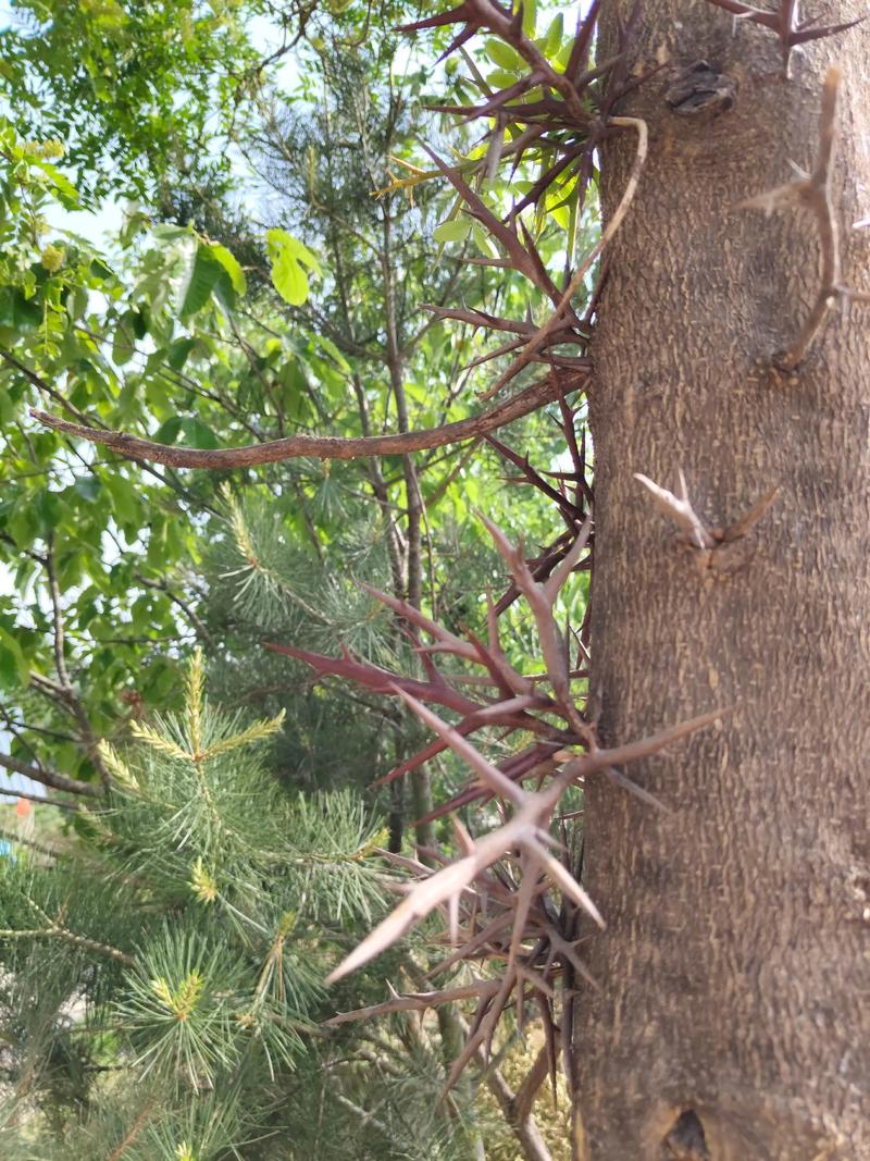 什么树全身长刺?盘点那些“武装到牙齿”的带刺树木 刺槐(Robinia pseudoacacia)