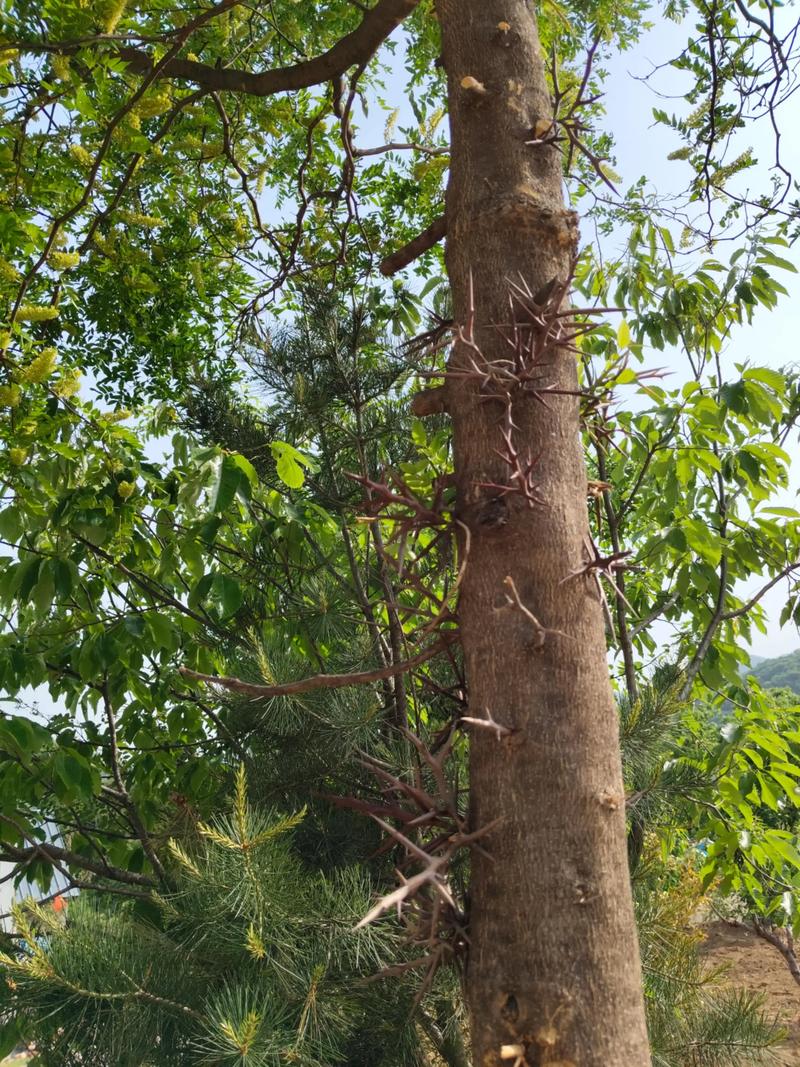什么树全身长刺?盘点那些“武装到牙齿”的带刺树木 枸骨(Ilex cornuta)