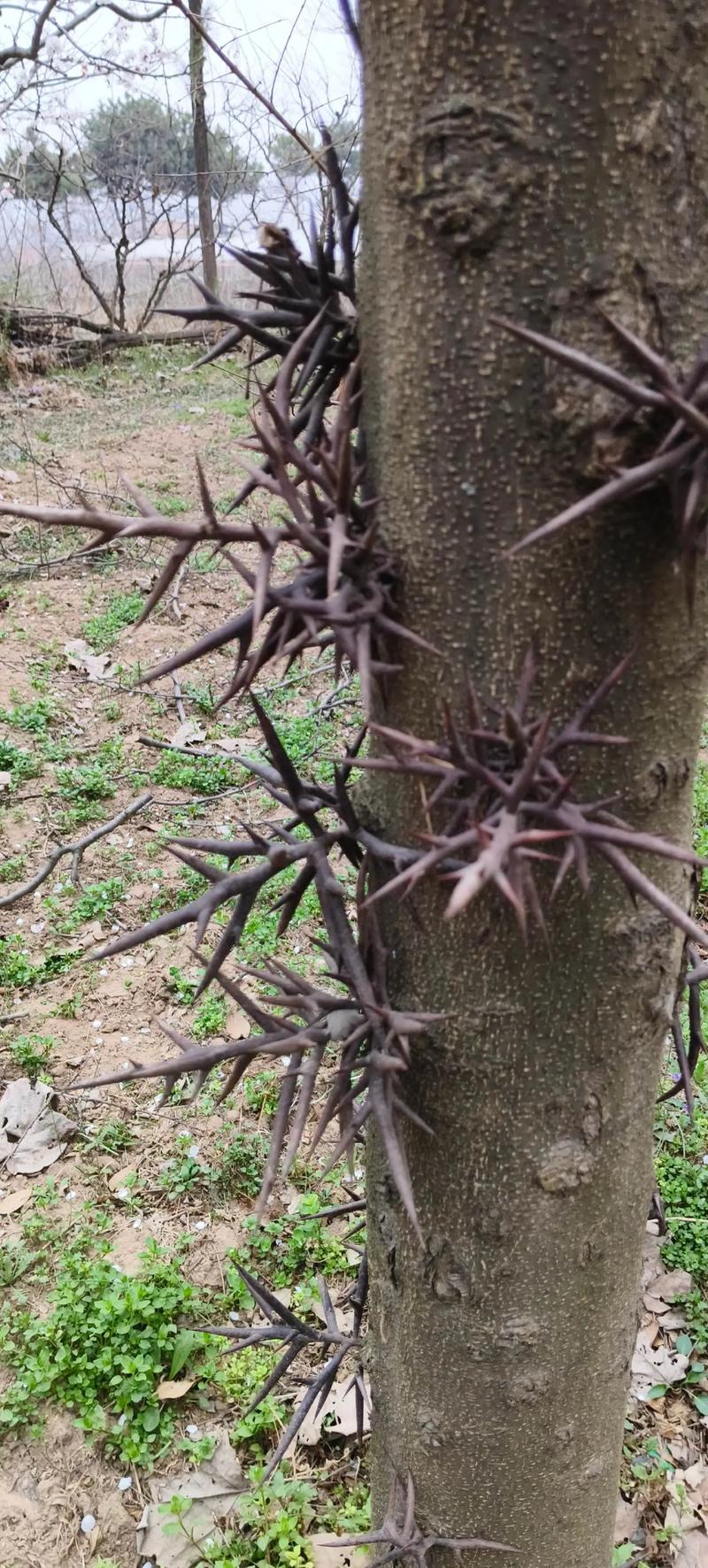 什么树全身长刺?盘点那些“武装到牙齿”的带刺树木 枳树(Poncirus trifoliata)