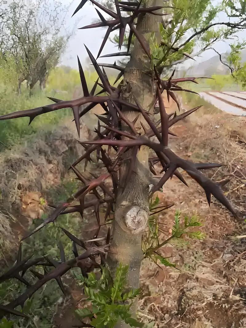 什么树全身长刺?盘点那些“武装到牙齿”的带刺树木 火棘(Pyracantha fortuneana)