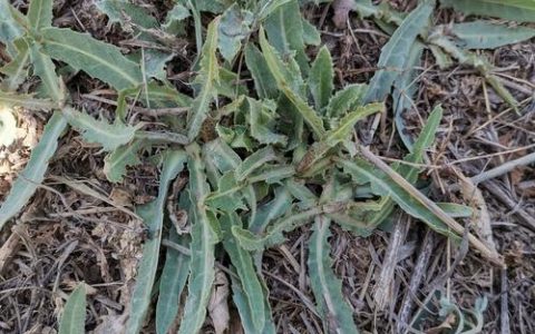 苦草（Vallisneria natans）科普：别名、特征与养殖全攻略